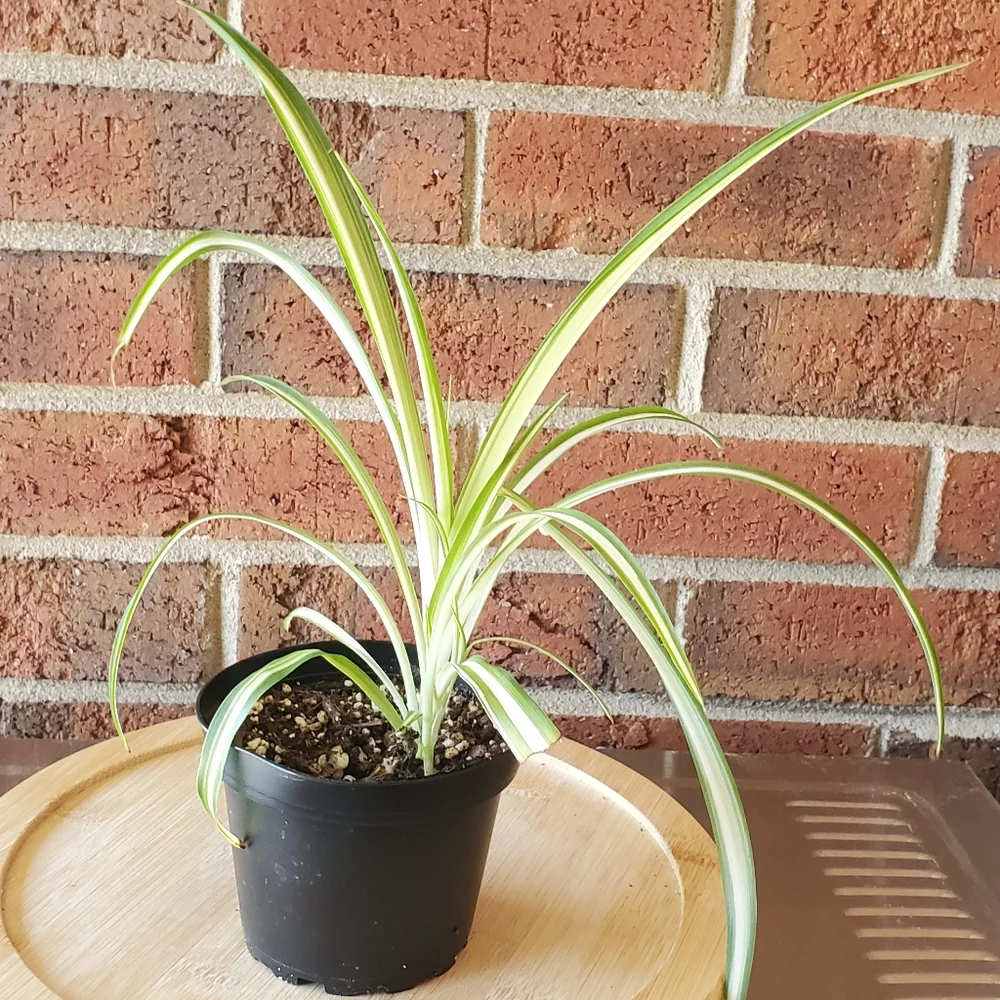 Spider Plant | Chlorophytum comosum 3" pot - Picture 1 of 8